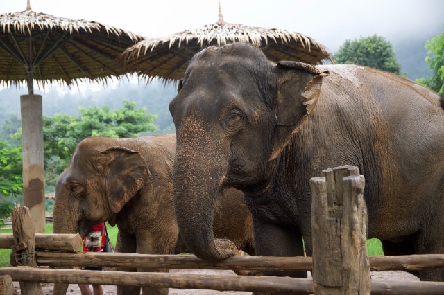 大象